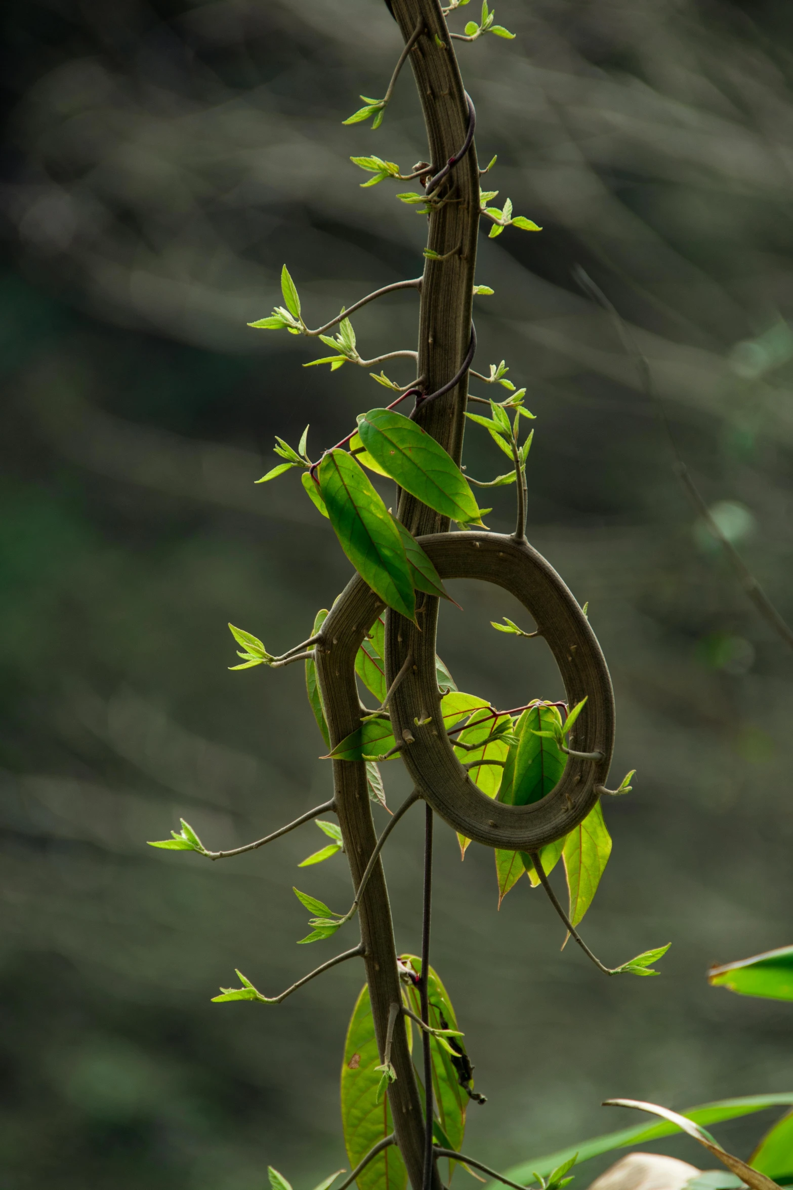 a plant with leaves is twisted by vines