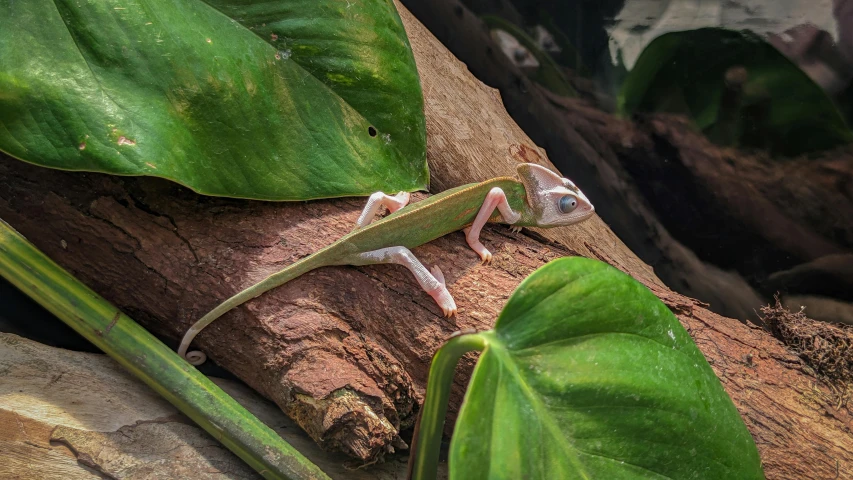 there is a small lizard on the tree nch