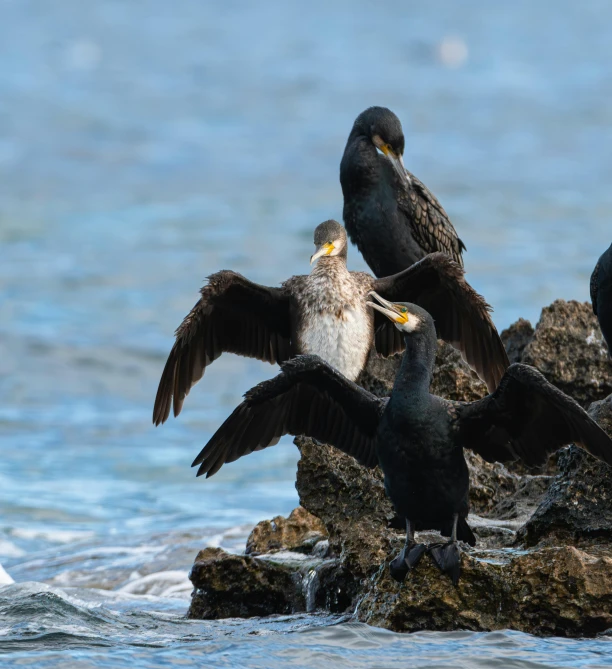 five birds standing on rocks in the ocean