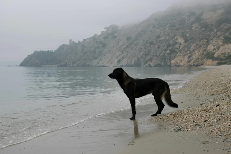 a dog is standing at the edge of the beach
