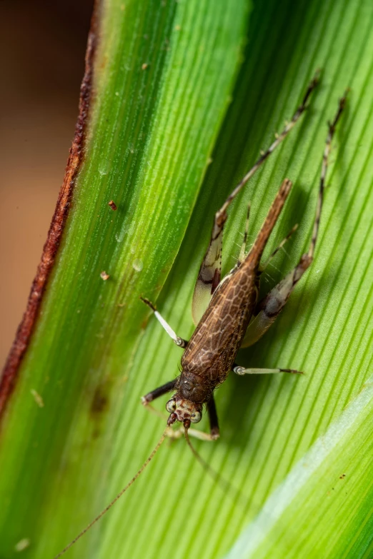 a brown spider sits on top of green leaves