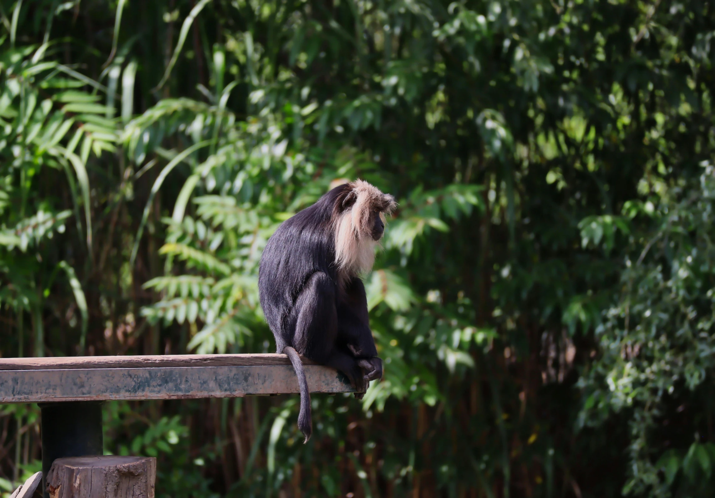 a monkey sitting on a wooden ledge next to some trees