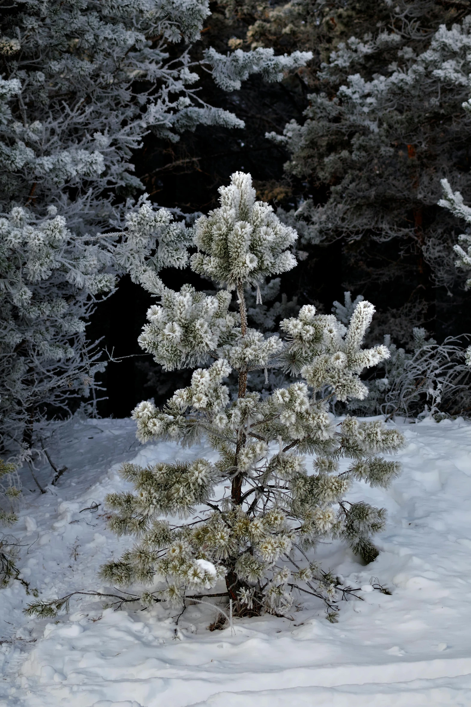 a large tree covered in snow and lots of nches