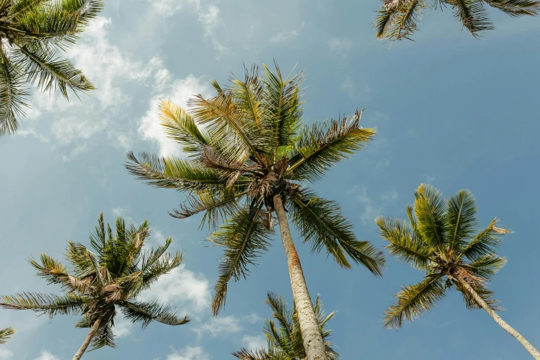 an overhead view looking up at some palm trees