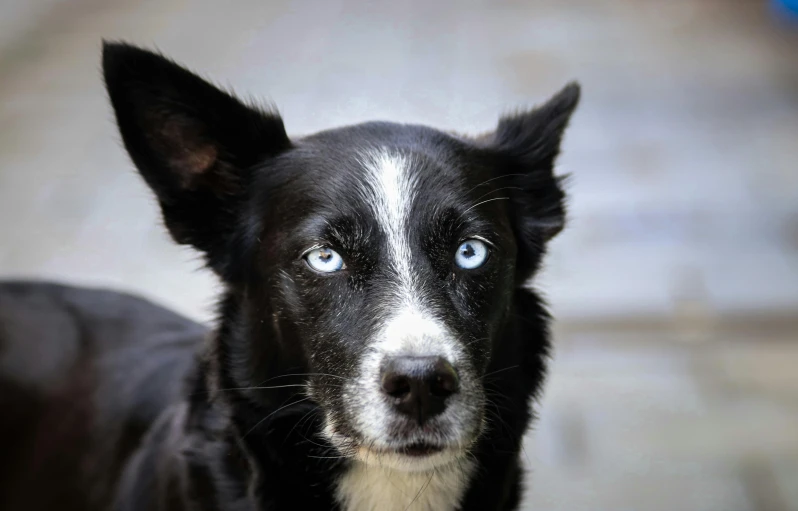 the black and white dog is staring at soing