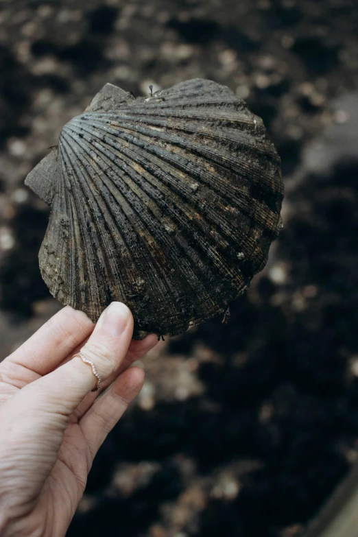 this is a picture of a shell that someone has collected in their hand