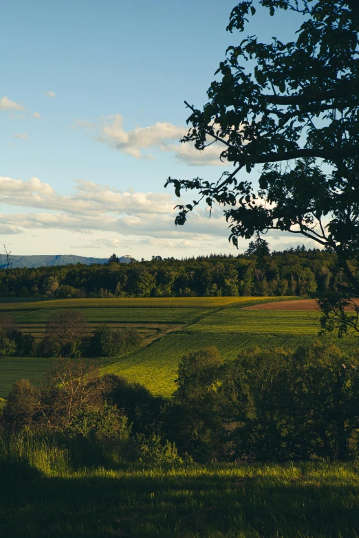 green pasture, with trees and distant horizon in the background