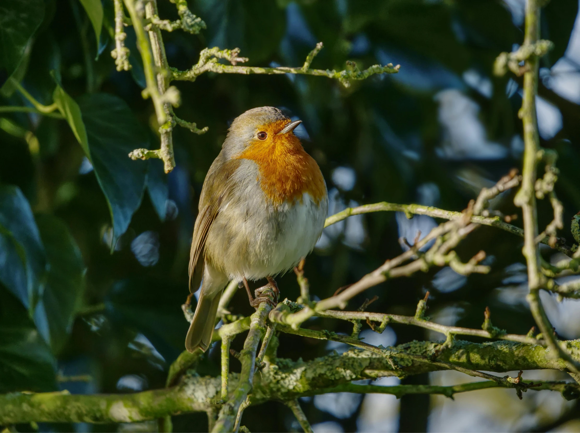 a bird sitting on top of a tree nch