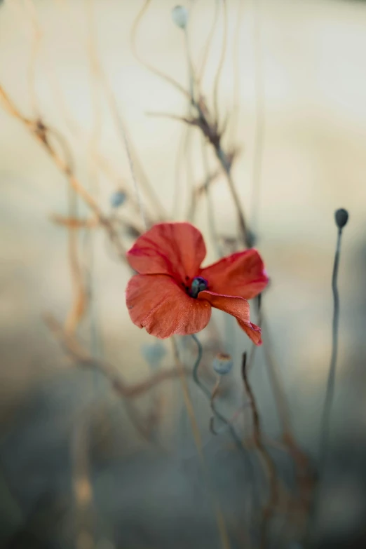 a red flower sitting in the middle of tall grass