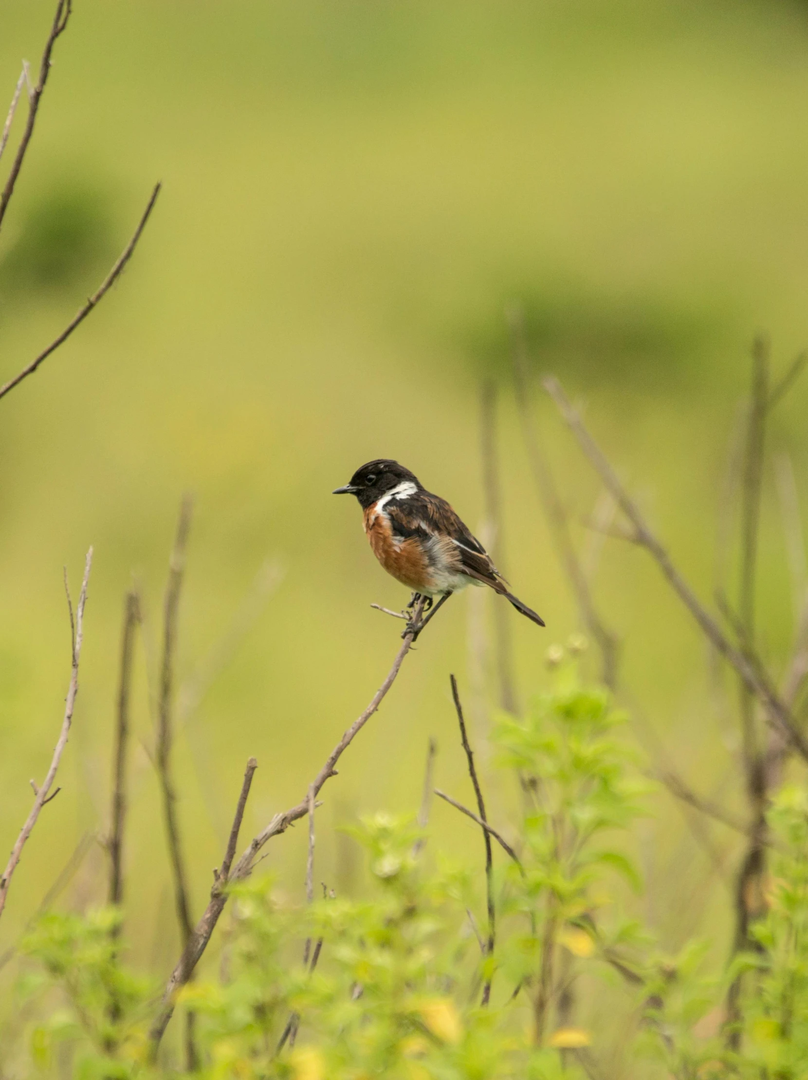 a bird perched on top of a nch in the wild