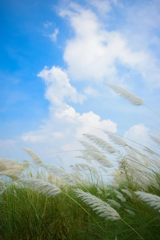 grass blowing in the wind and blue sky with clouds