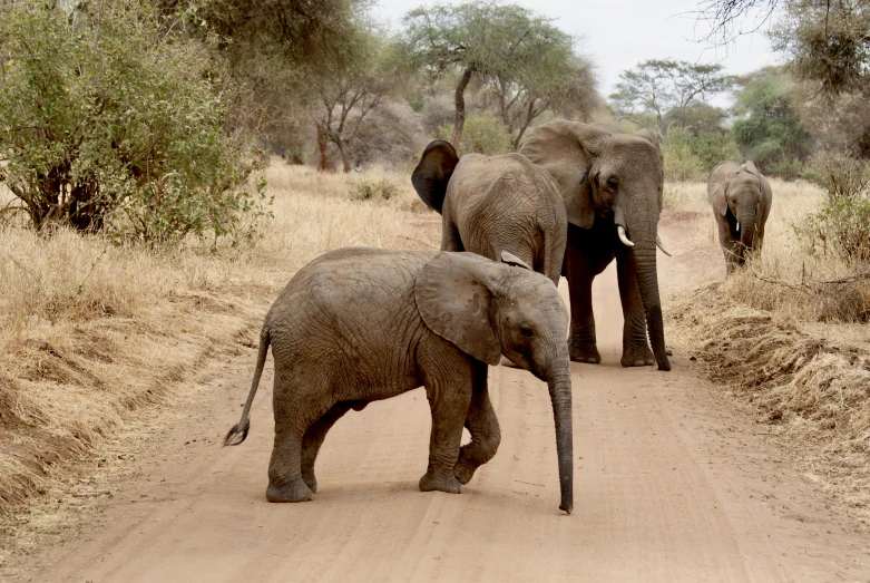 four elephants walking down a dirt road next to trees