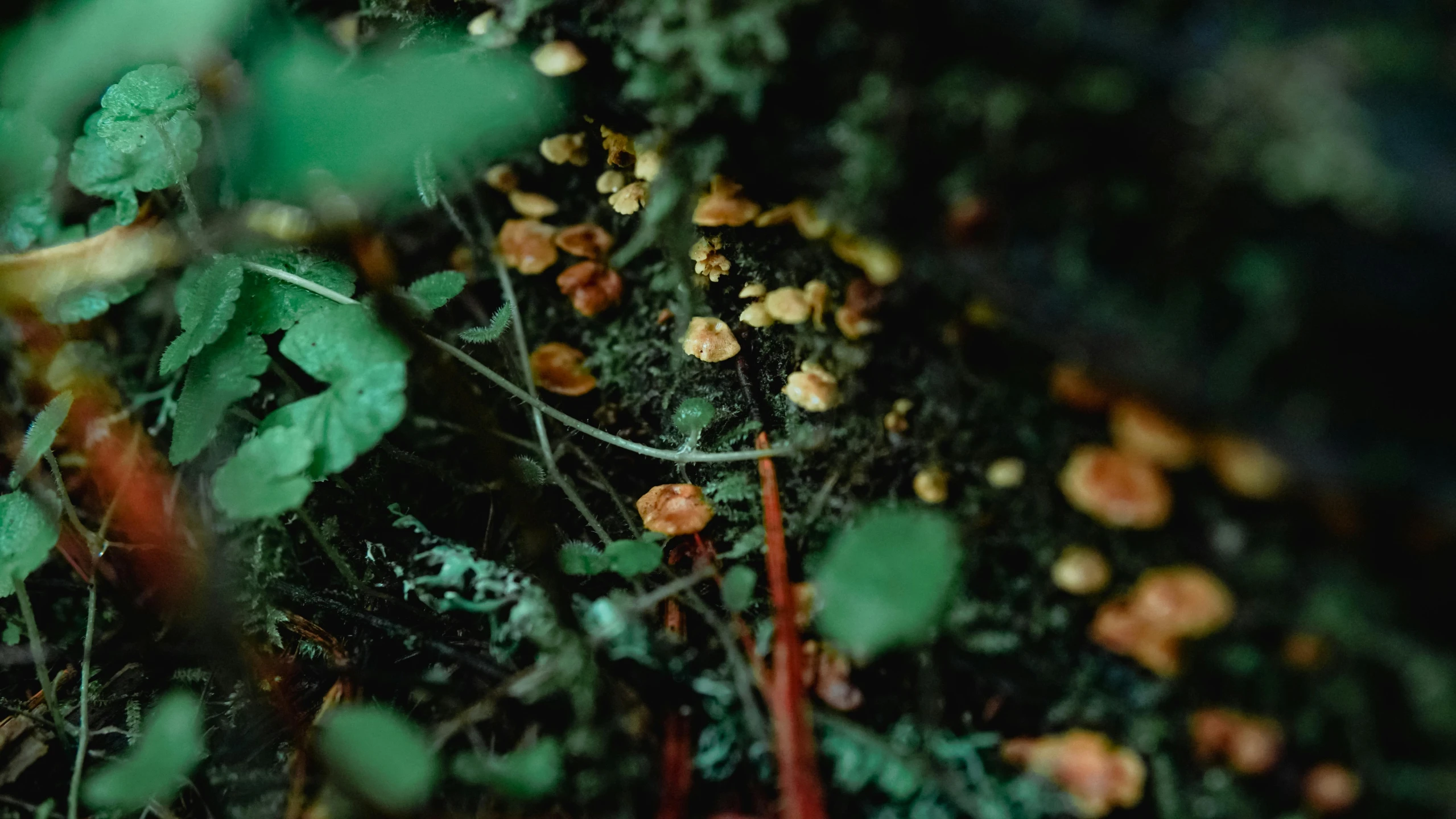 an image of a leaf and mushrooms on the ground