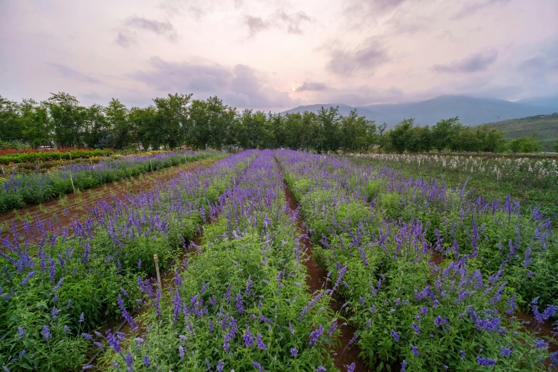 a field with many purple flowers on it