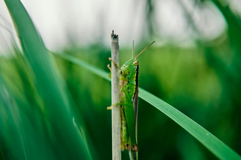 a small grasshopper is sitting on the tip of a plant