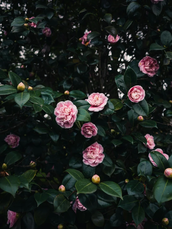 a group of pink roses growing on the nches of a tree