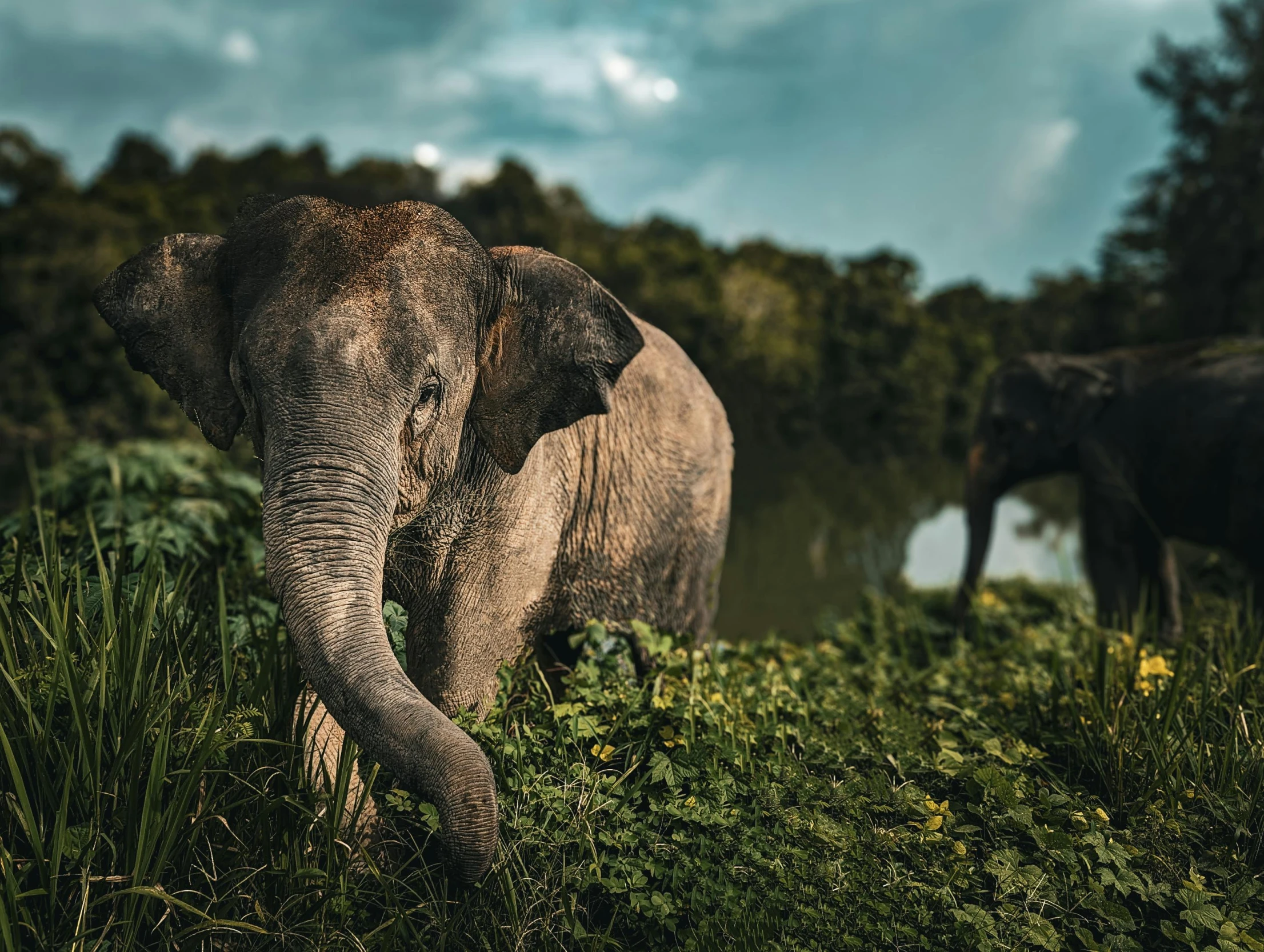 an elephant and another elephant on a grassy plain