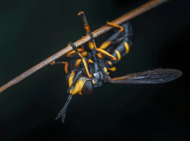 two big bugs sitting on a small piece of stick