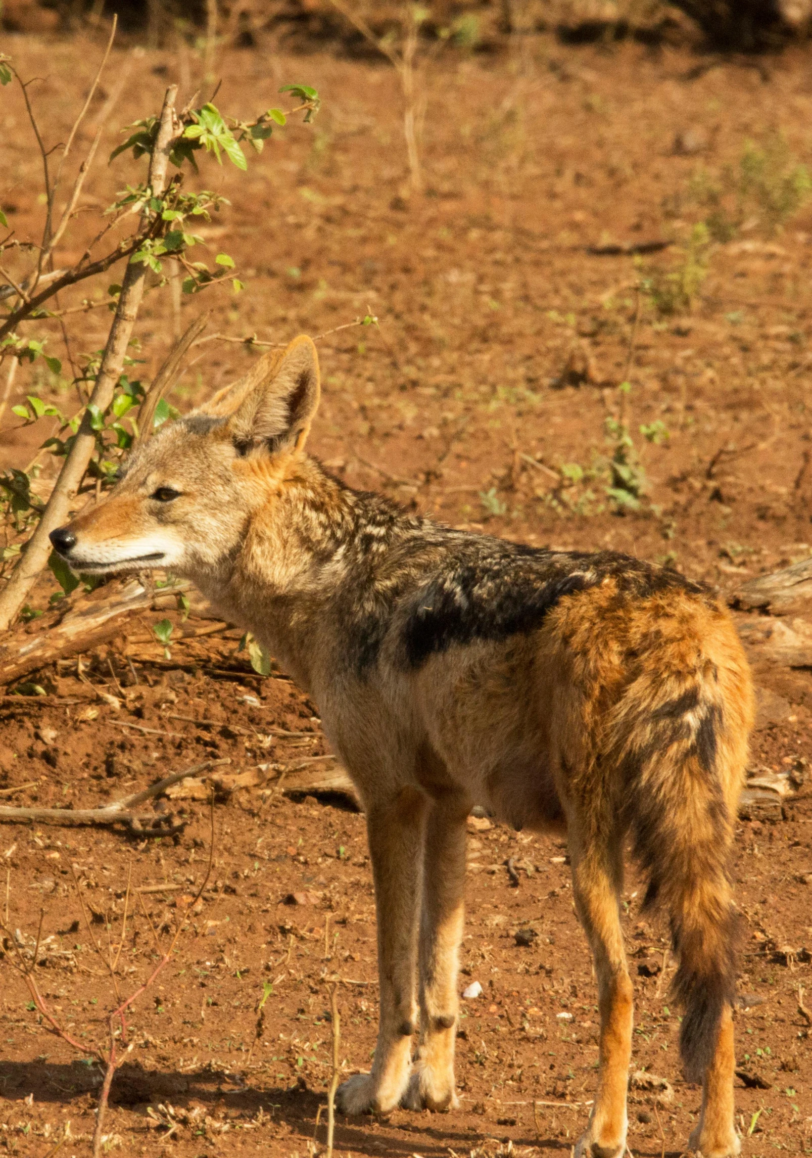 a young jack wolf looks back as he stands on the ground