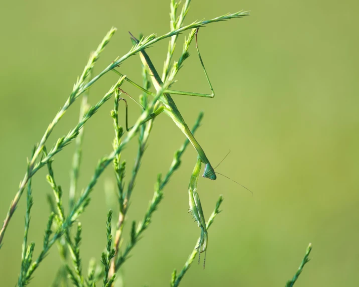 the long legged praying bug has it's eyes open