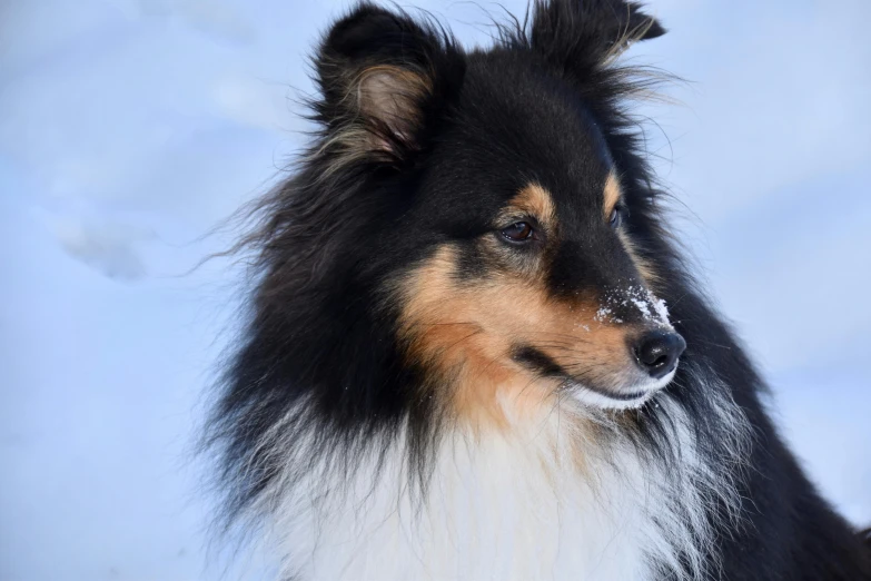 a very pretty furry dog in the snow