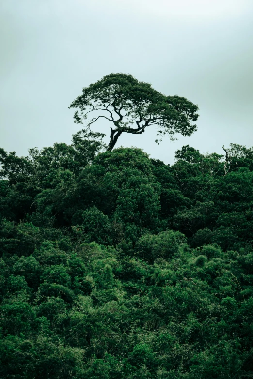 an image of a very large tree in the sky