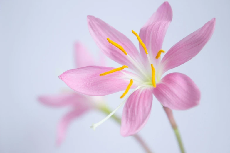 two pink flowers in a green vase and a light background