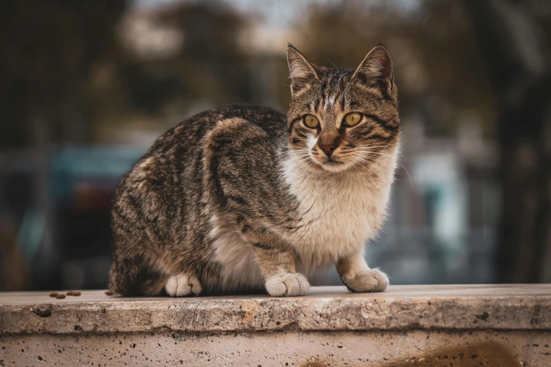 a cat sits on the edge of a ledge