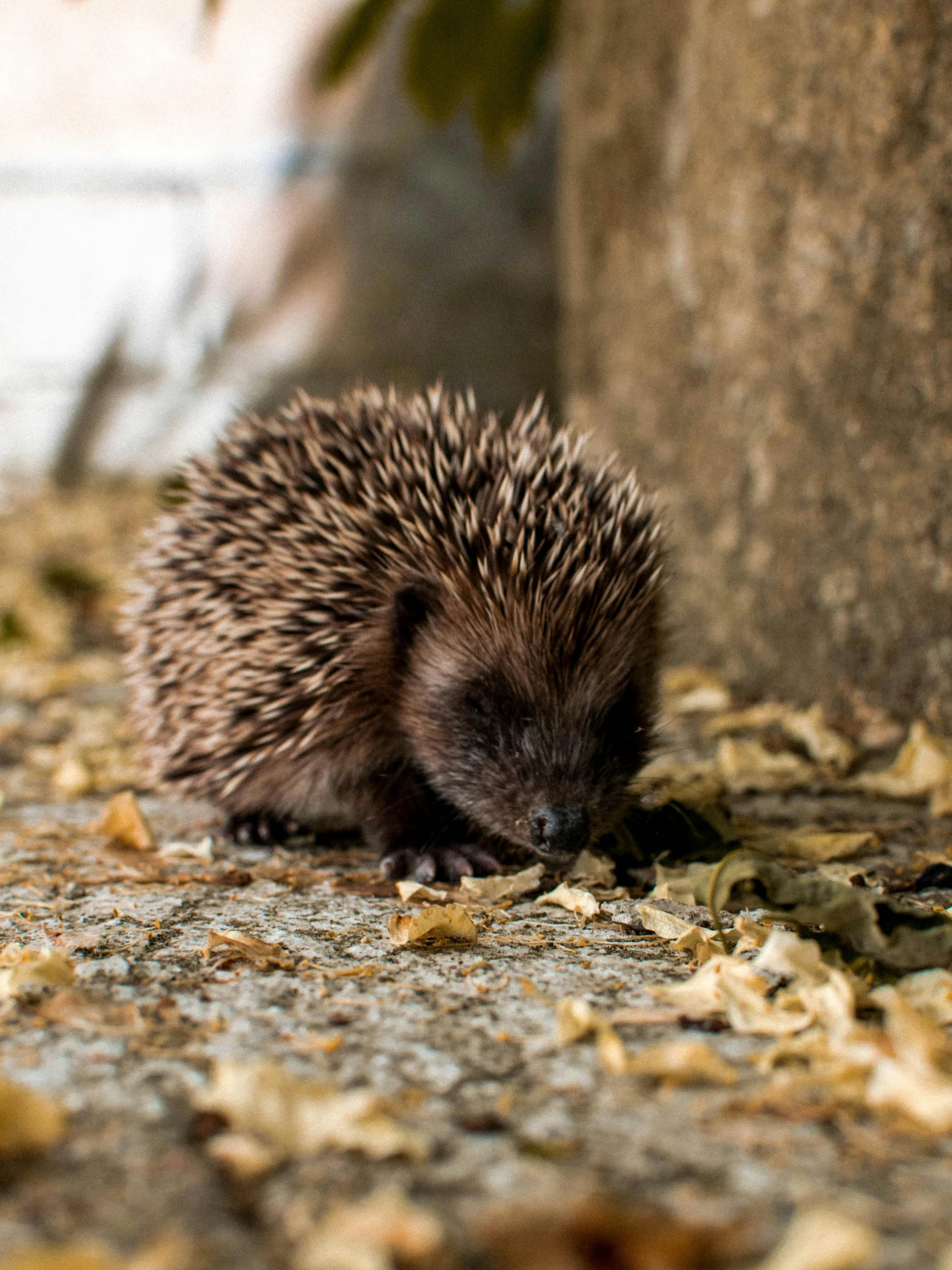 a hedgehog walking next to a concrete block