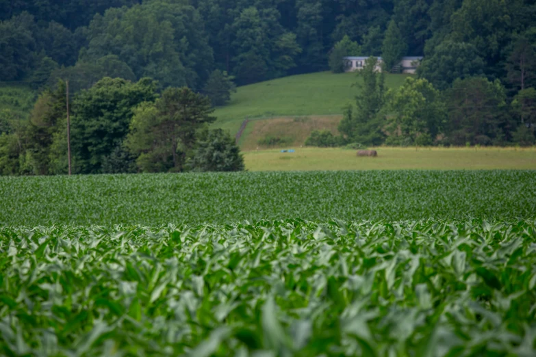 a farm field with a lot of green corn