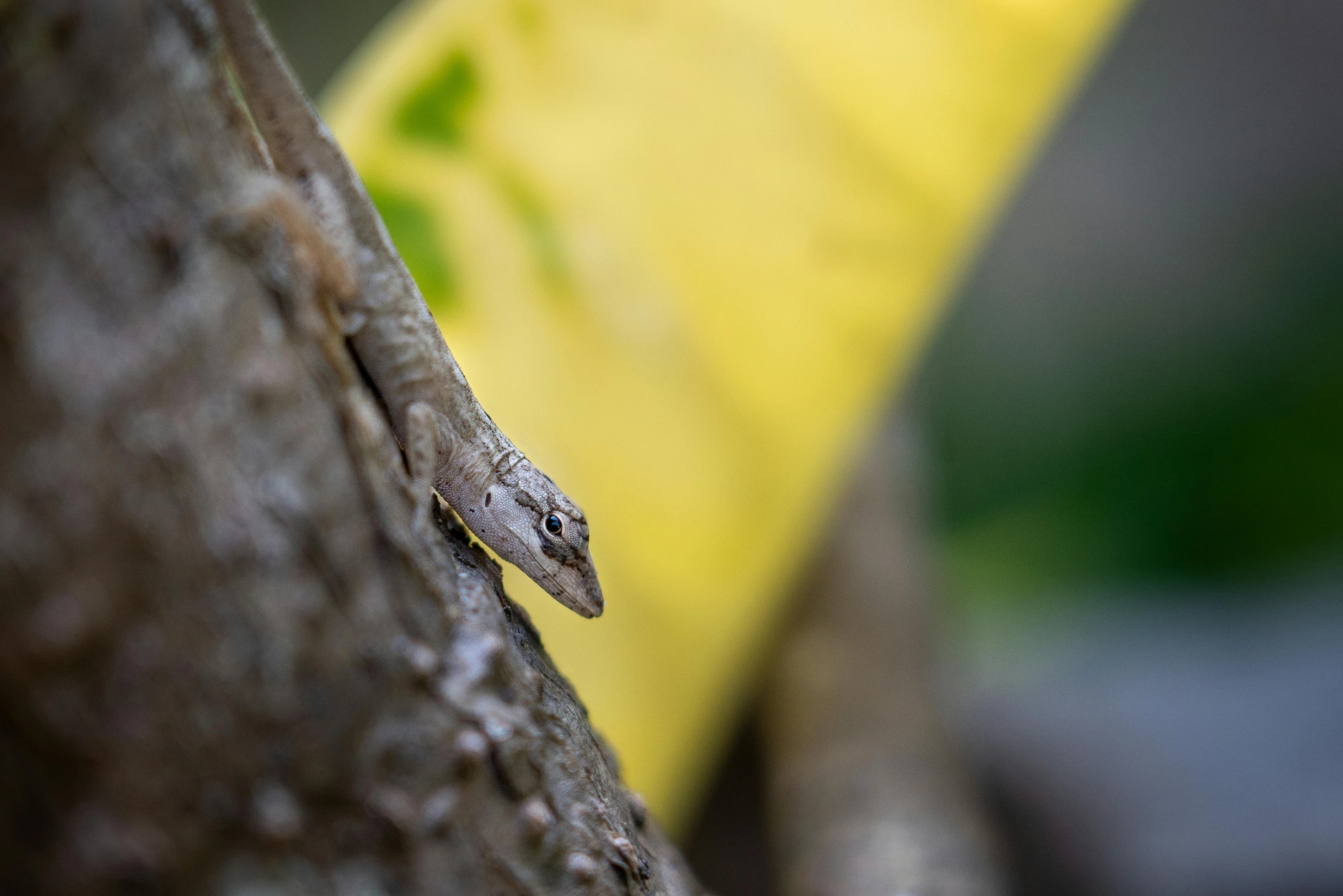 a small snake climbing up the side of a tree