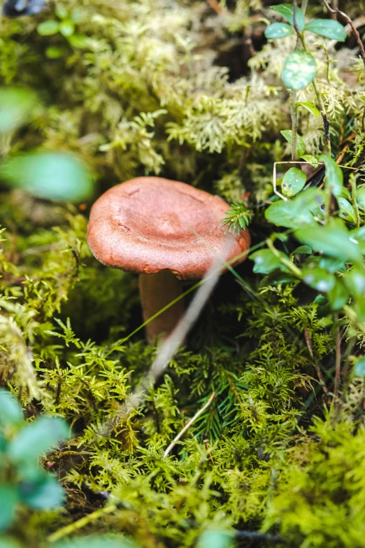 a mushroom on the ground in the moss