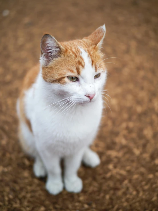 an orange and white cat with one eye looking up