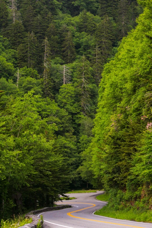 the scenic road goes into the green forest