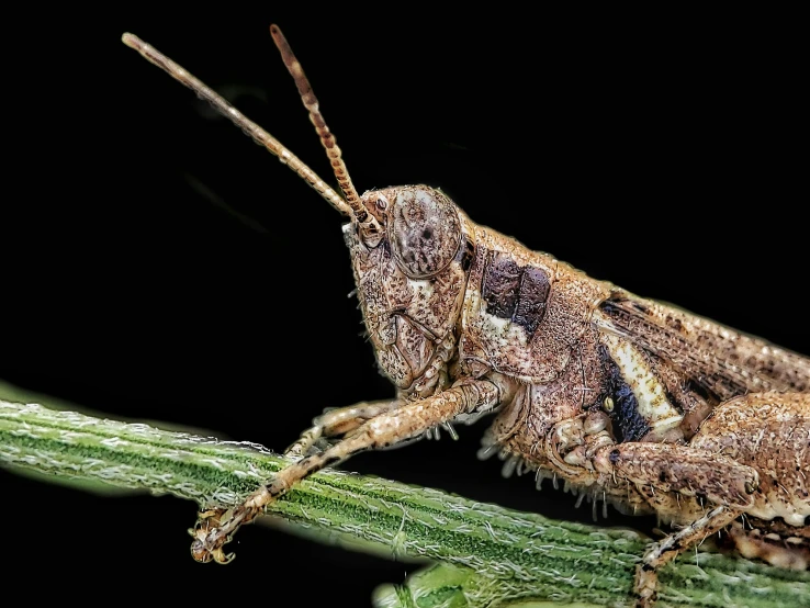 a brown insect standing on top of a leaf