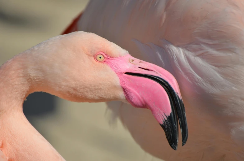 a close - up of a flamingo's beak showing the long bill
