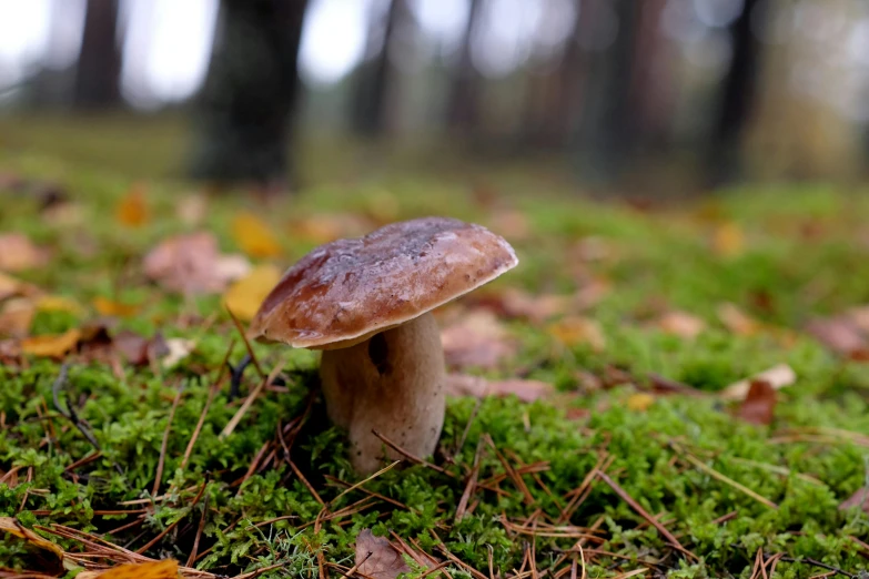 a close up of some grass with some mushrooms