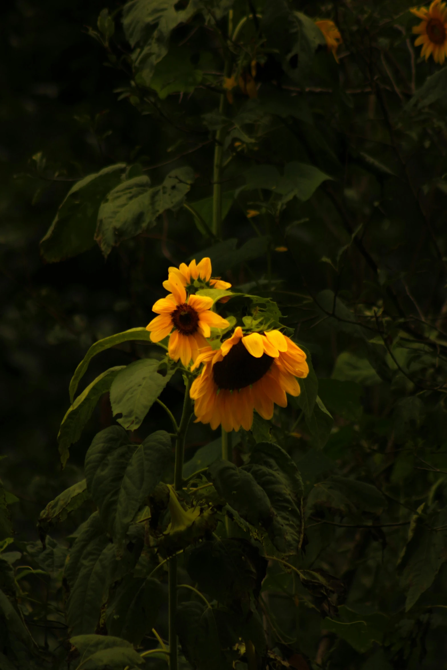 two yellow and black flowers in the garden