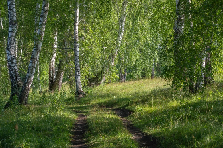 the trail through a dense green forest in the woods