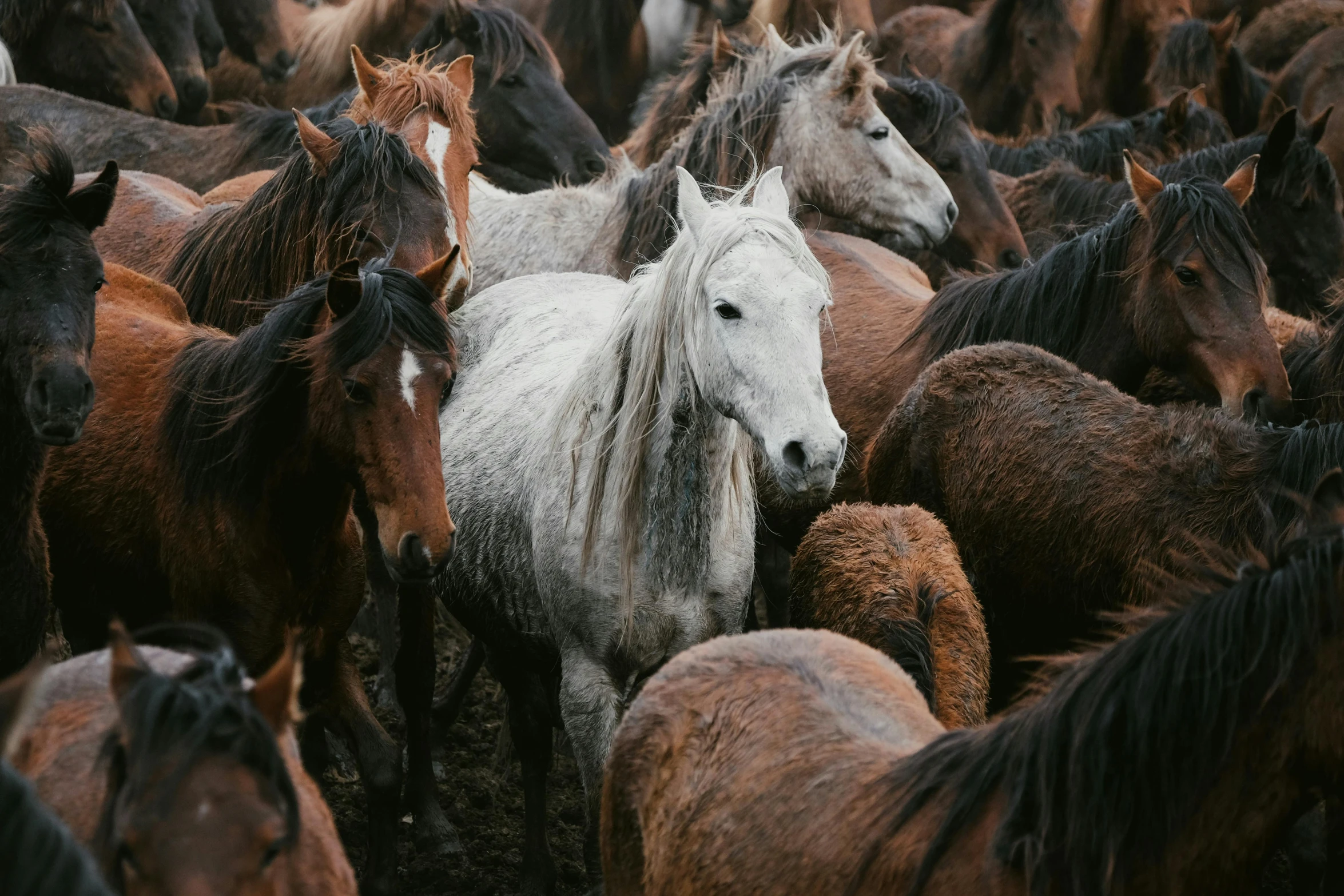 a herd of horses is in the distance