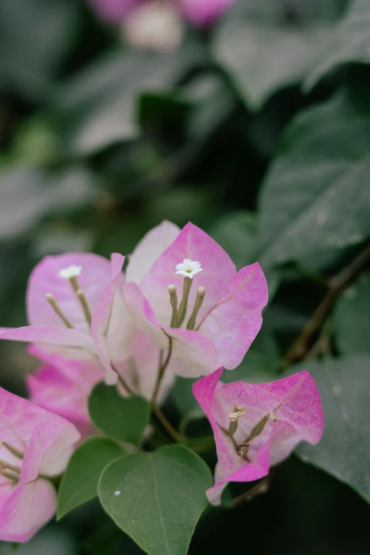 pink and white flowers on tree in park