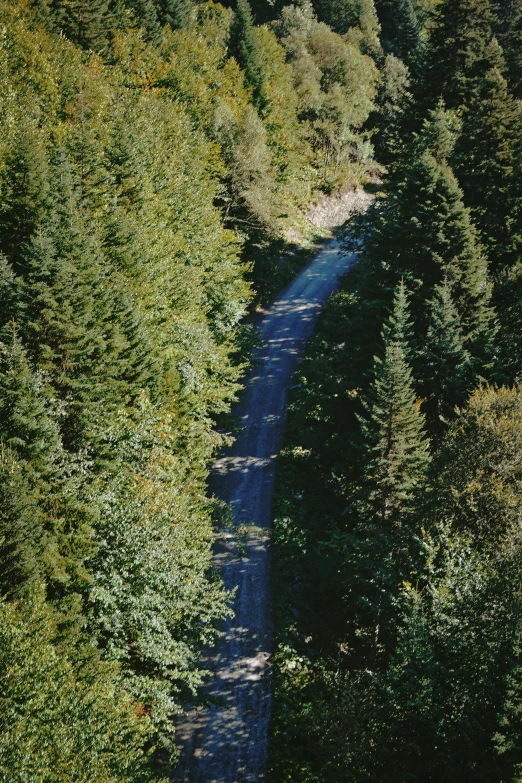a truck drives along a road through the woods