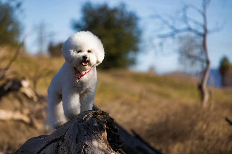 a small white dog standing on a tree stump