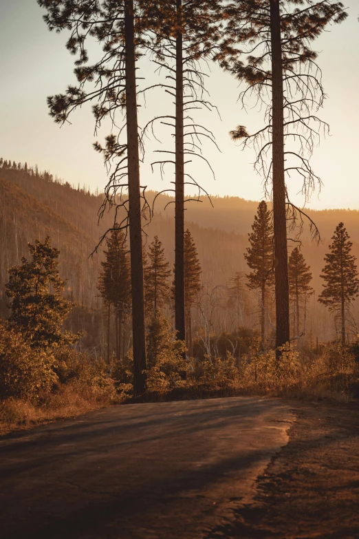 a dirt road near tall trees in a forested area