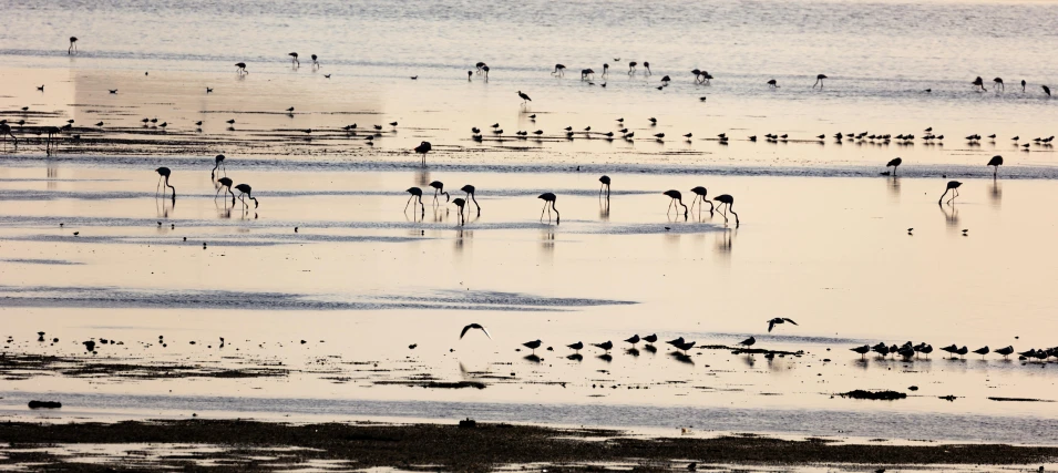 large group of birds on the water near shore