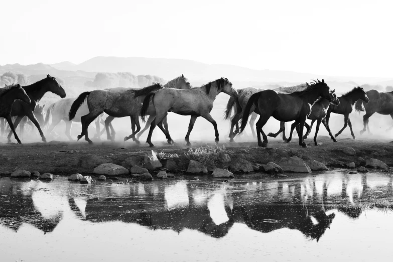 a group of horses running by the water