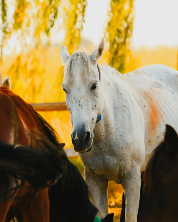 two horses facing the camera on a sunny day