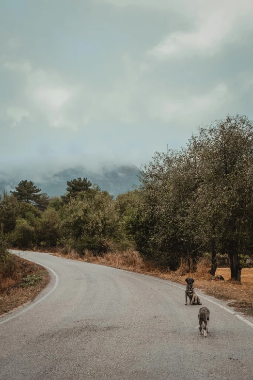 an adult dog with it's baby walks across the road near trees