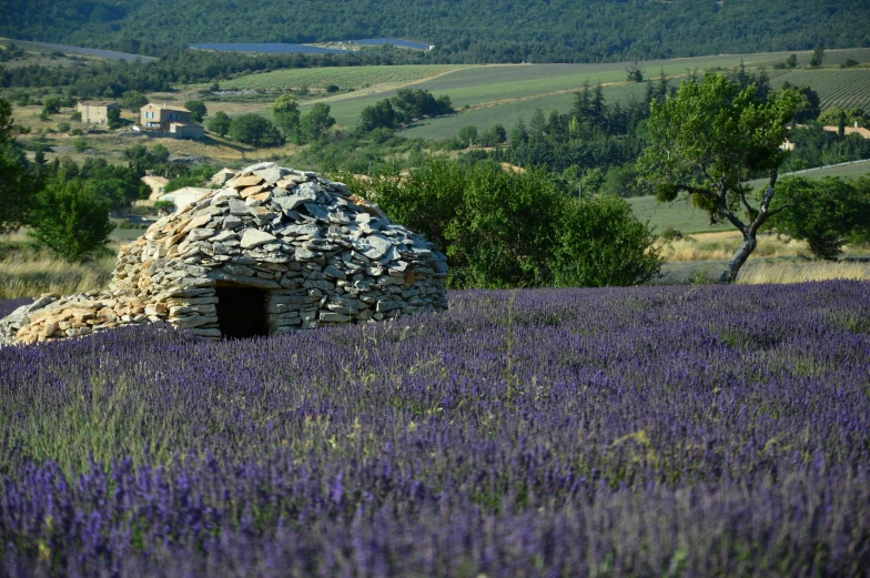 some rocks and purple flowers in a field