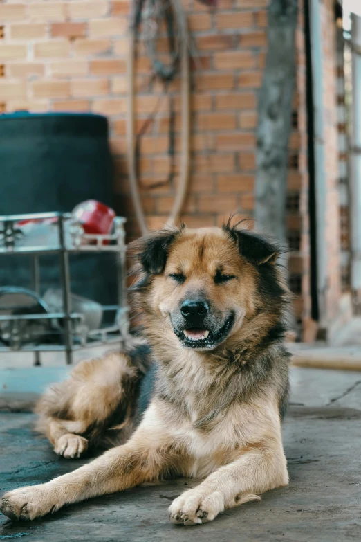 a dog laying on the ground in front of a chair